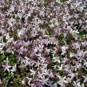 Campanula poscharskyana 'Lisduggan', Campanule des murailles rose