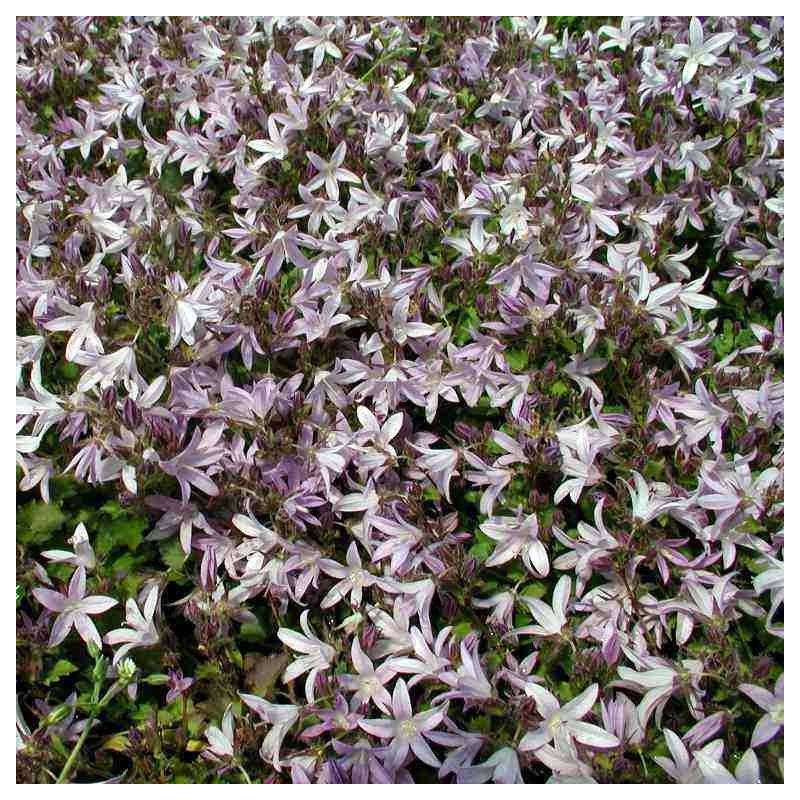 Campanula poscharskyana 'Lisduggan', Campanule des murailles rose