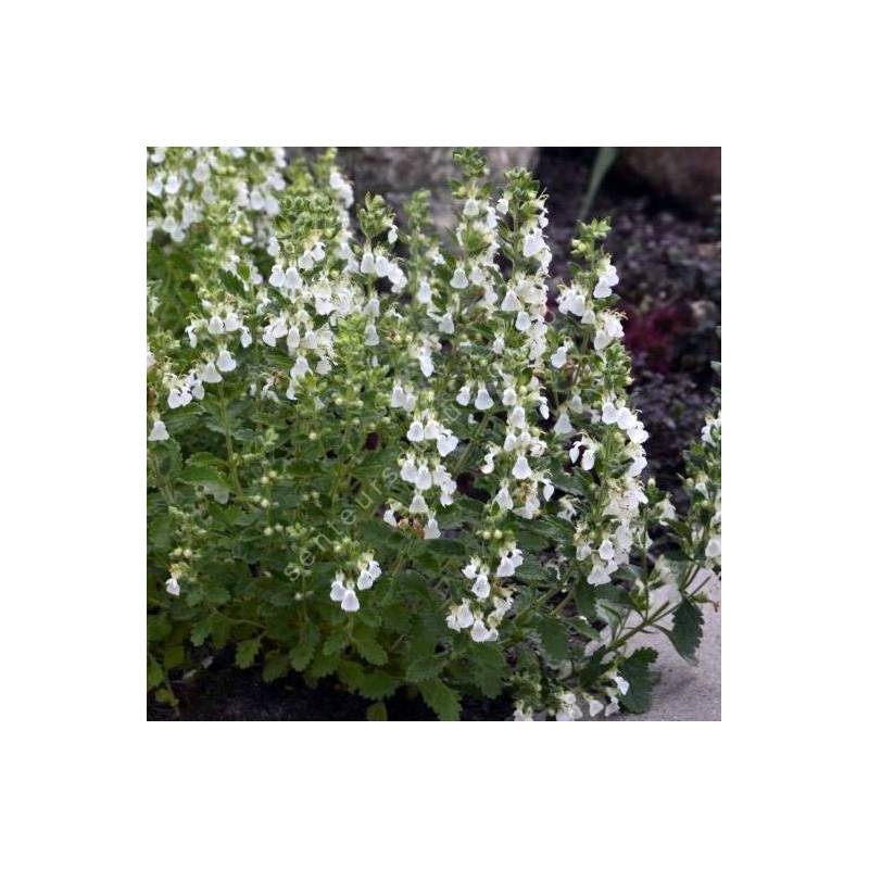 Teucrium chamaedrys 'Flocon de Neige', Germandrée petit-chêne blanche