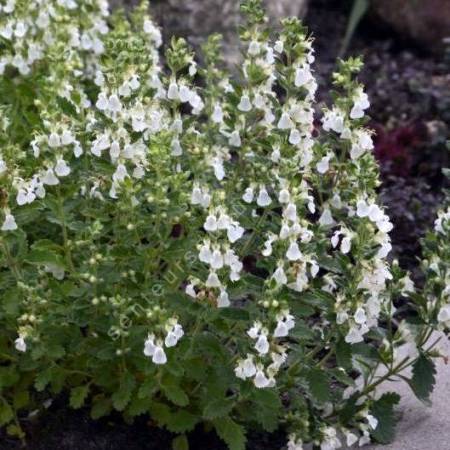 Teucrium chamaedrys 'Flocon de Neige', Germandrée petit-chêne blanche