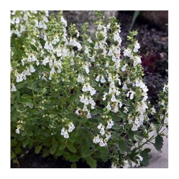 Teucrium chamaedrys 'Flocon de Neige', Germandrée petit-chêne blanche