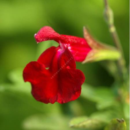 Fleur de Salvia 'Artic Blaze' Rouge