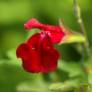 Fleur de Salvia 'Artic Blaze' Rouge