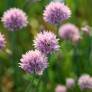 Allium schoenoprasum - Ciboulette