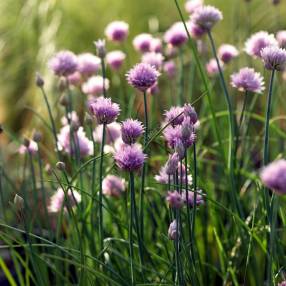 Allium schoenoprasum - Ciboulette