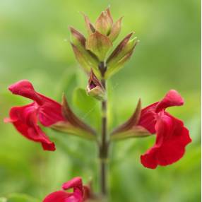 Sauge arbustive rouge pourpre - Salvia 'Artic Blaze' ® Rouge