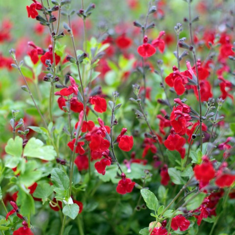 Salvia Rêve Rouge Sauge Arbustive Rouge Foncée