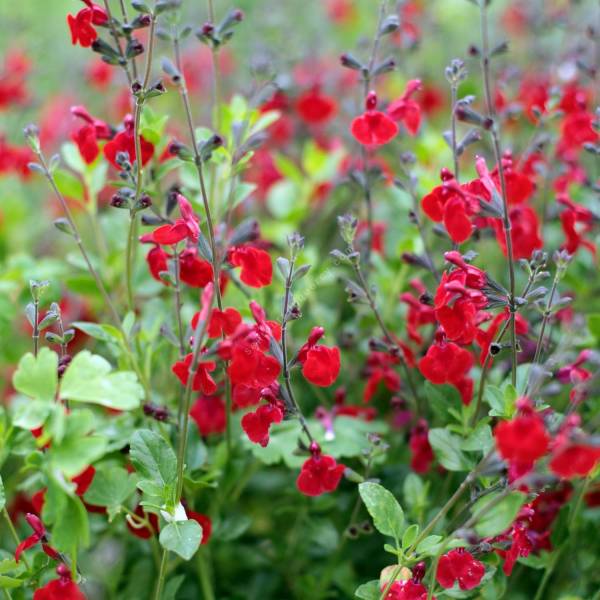 Salvia 'Rouge Compacte' - Sauge arbustive rouge foncée Salvia 'Rouge Compacte' - Sauge arbustive rouge foncée
