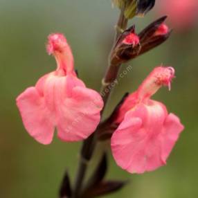 Fleur de Salvia 'Pluenn' - Sauge arbustive rose