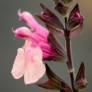 Fleur de Salvia 'Dancing Dolls' - Sauge arbustive rose 2 tons