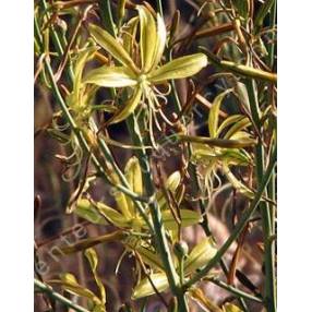 Asphodeline brevicaulis, Asphodèle à tiges courtes