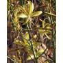 Asphodeline brevicaulis, Asphodèle à tiges courtes