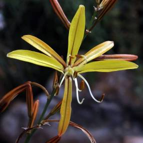 Asphodeline brevicaulis, Asphodèle à tiges courtes