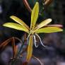 Asphodeline brevicaulis, Asphodèle à tiges courtes