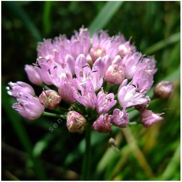 Allium angulosum - Ail à tiges anguleuses