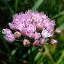 Allium angulosum - Ail à tiges anguleuses