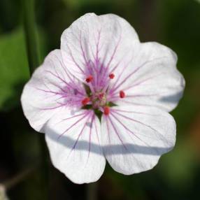 Erodium celtibericum 'Penagolosa'