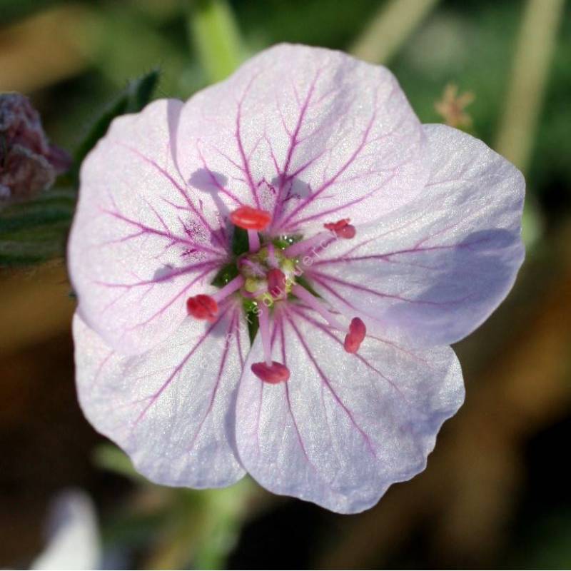 Erodium celtibericum 'Penagolosa' - Bec de grue