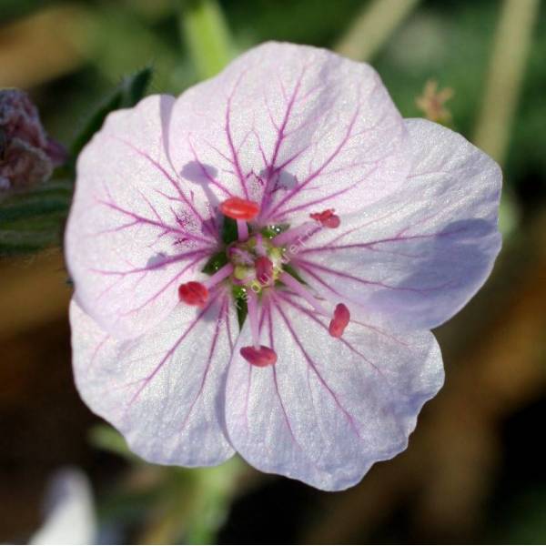 Erodium celtibericum 'Penagolosa'