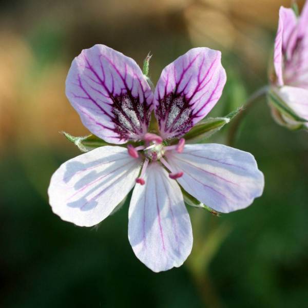 Erodium gladulosum