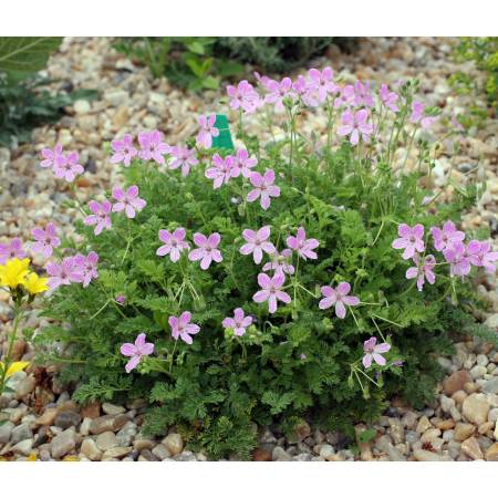 Erodium 'Carmel' - Bec de grue