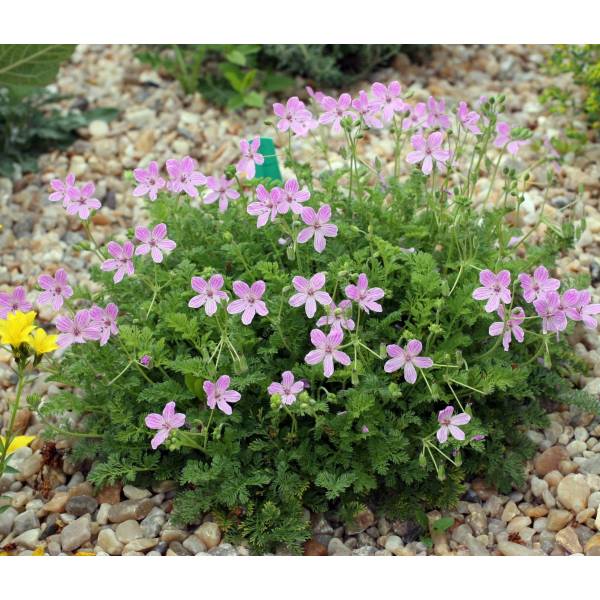 Erodium 'Carmel'