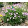 Erodium 'Carmel' - Bec de grue