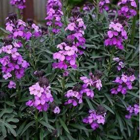 Erysimum 'Bowles Mauve', Giroflée arbustive