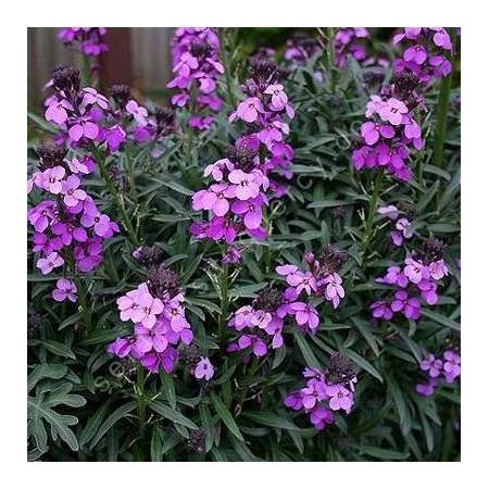 Erysimum 'Bowles Mauve', Giroflée arbustive