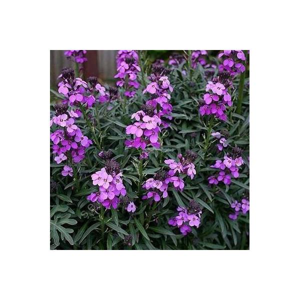 Erysimum 'Bowles Mauve', Giroflée arbustive