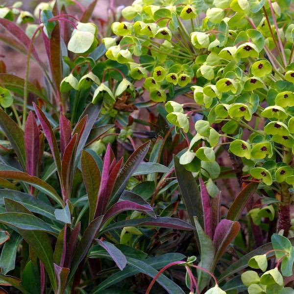 Euphorbia x martinii - Euphorbe de Martin