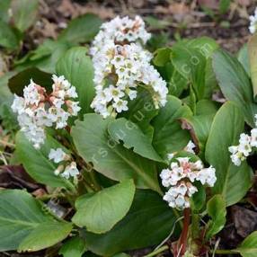Bergenia 'Bressingham White', Bergénie à fleurs blanches