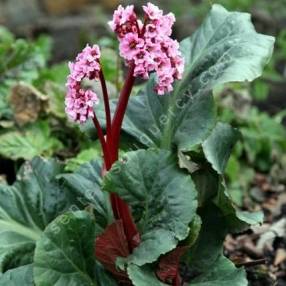 Bergenia 'Magic Giant', Bergénie géante