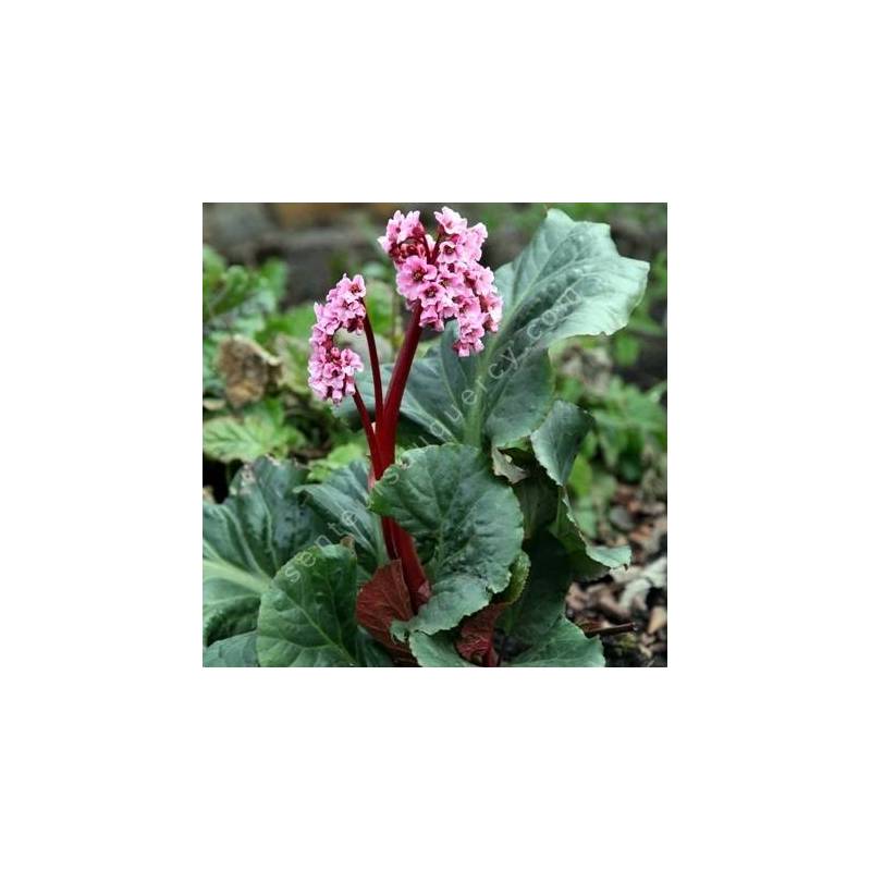 Bergenia 'Magic Giant', Bergénie géante