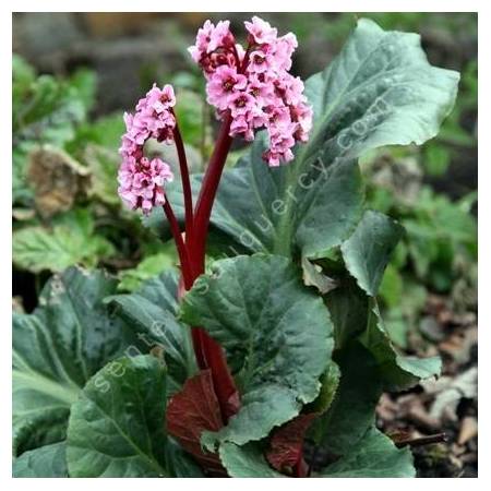 Bergenia 'Magic Giant', Bergénie géante