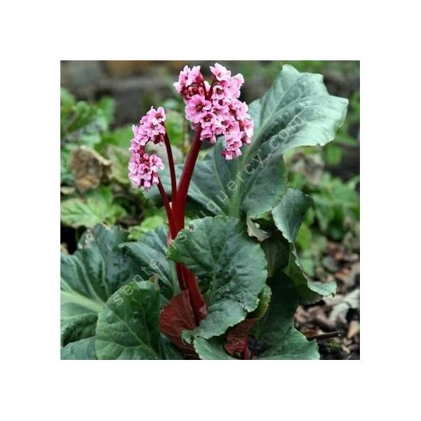 Bergenia 'Magic Giant', Bergénie géante