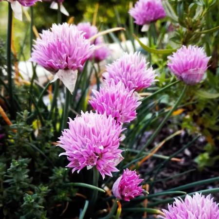 Allium schoenoprasum 'Rising Star', Ciboulette rose vif