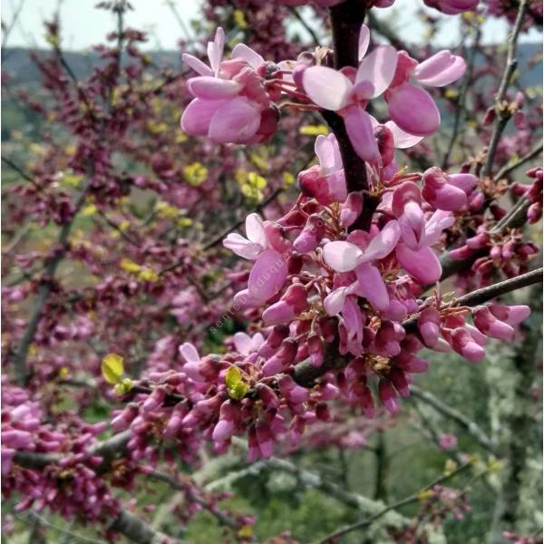 Cercis siliquastrum - Arbre de Judée