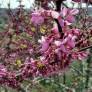 Cercis siliquastrum - Arbre de Judée