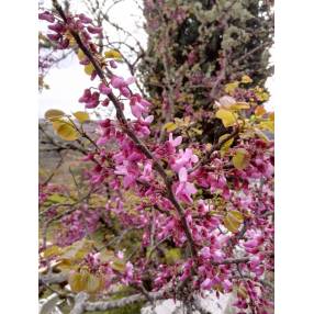 Cercis siliquastrum - Arbre de Judée