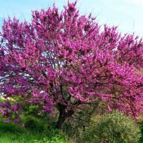 Cercis siliquastrum - Arbre de Judée