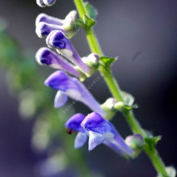 Scutellaria altissima - Scutellaire haute