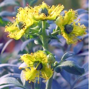 Ruta chalepensis - Rue des jardins