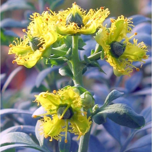 Ruta chalepensis - Rue des jardins