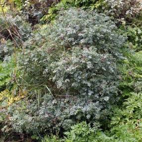 Ruta chalepensis - Rue des jardins