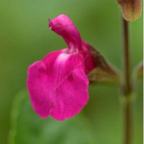 Fleur de Salvia 'Orchid Glow' - Sauge arbustive magenta