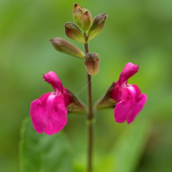Sauge arbustive à fleur magenta Salvia x jamensis 'Orchid Glow'