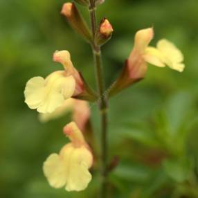 Fleur de Salvia 'Golden Girl' - Sauge arbustive jaune compacte