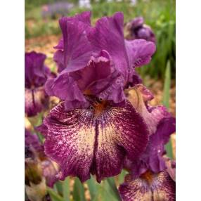 Iris 'Power Surge'