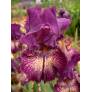 Iris 'Power Surge'